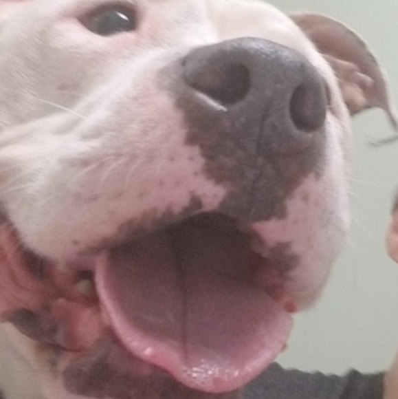 Meet your Posher, Francesca & Dani🐶 - Picture 7 of 9